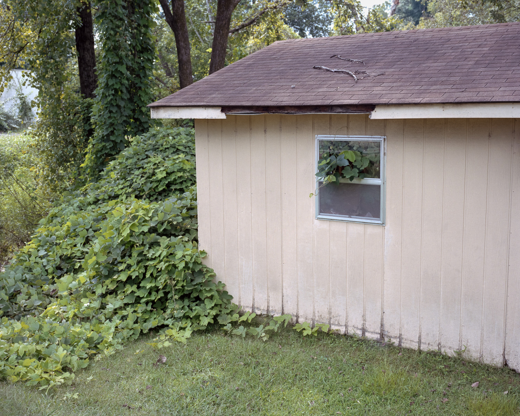 Kudzu 2014