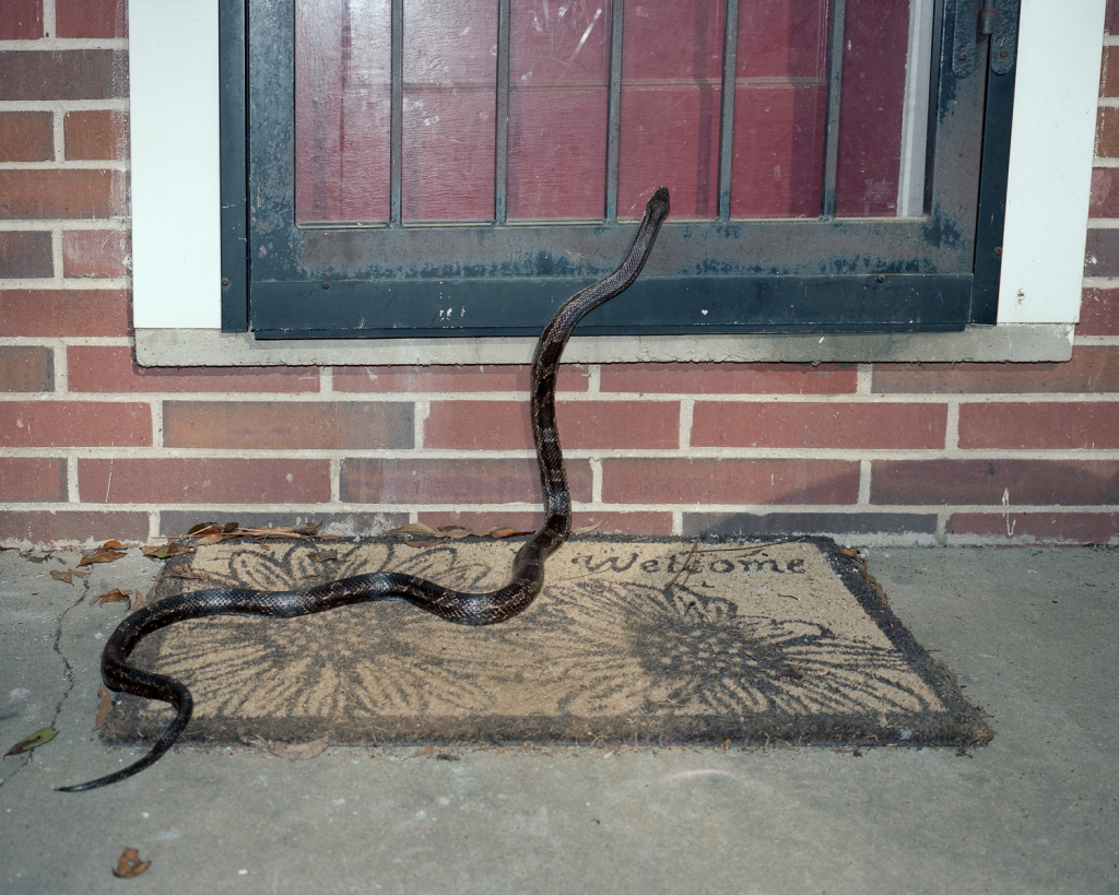 Snake 2015