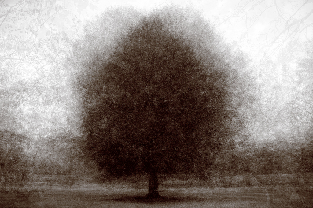 033 Bernheim Red Maple bw 2