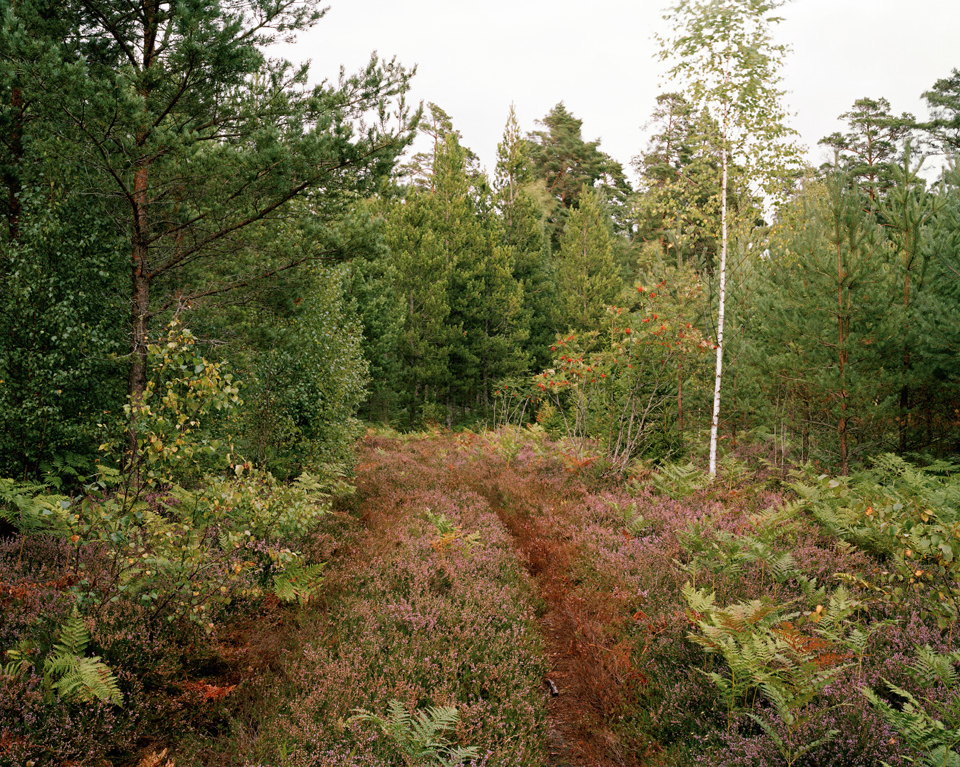 Meadow19