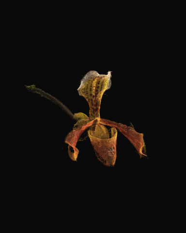 ORQUIDEAASILADA Edit