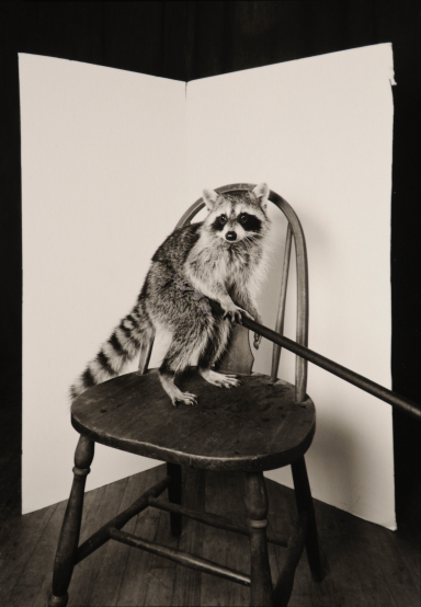 Raccoon on Chair 1995