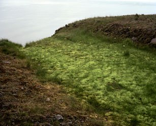 04 Snaeff green grass runoff kelsey print